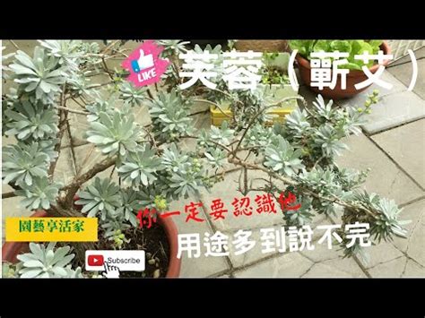 芙蓉如何照顧|山芙蓉的栽培照護方法